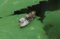 Hedya nubiferana