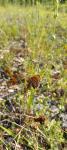 Melitaea didyma