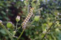 Cucullia scrophulariae