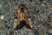 Apamea scolopacina