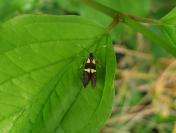 Dasycera oliviella