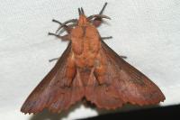 Gastropacha quercifolia