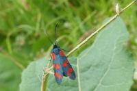 Zygaena filipendulae