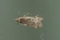 Anacampsis