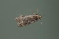 Anacampsis