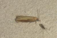 Eucosma obumbratana