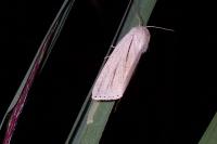 Acronicta albovenosa