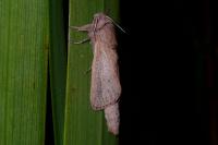 Phragmataecia castaneae