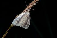 Archanara dissoluta
