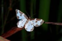 Lomaspilis marginata