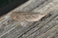 Anarsia spartiella