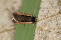 Ochropleura leucogaster