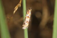 Acrobasis porphyrella