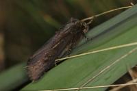 Nonagria typhae