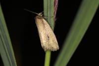 Archanara dissoluta