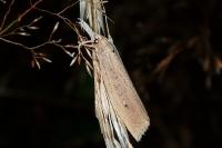 Chilo phragmitellus