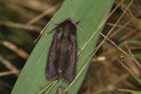 Nonagria typhae