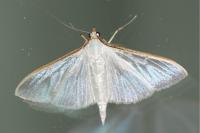 Palpita vitrealis