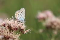 Plebejus argyrognomon