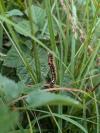 Acronicta tridens