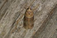 Acrobasis repandana
