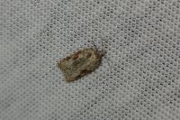 Acleris