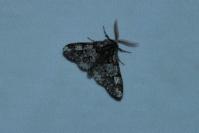 Biston strataria
