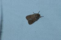 Orthosia cruda