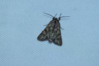 Xylocampa areola