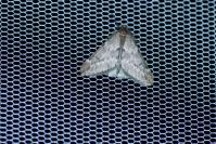Alsophila aescularia