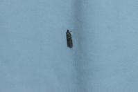 Tortricodes alternella