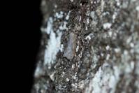 Pachycnemia hippocastanaria