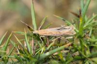 Plutella xylostella