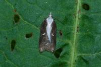 Acleris cristana
