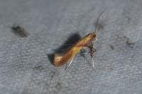 Caloptilia alchimiella
