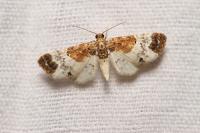Eupithecia breviculata