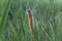 Lasiocampa trifolii