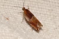 Ancylis mitterbacheriana