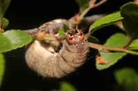 Allophyes oxyacanthae