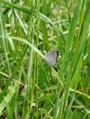 Cupido minimus