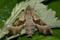 Proserpinus proserpina