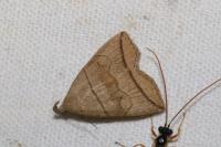 Herminia grisealis