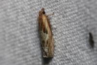 Eucosma cana