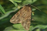 Apamea anceps