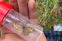 Ematurga atomaria