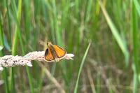 Thymelicus lineola