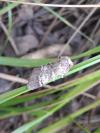 Drymonia ruficornis