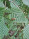 Nemophora degeerella