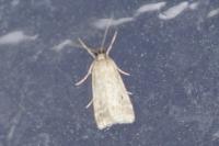 Eudonia pallida