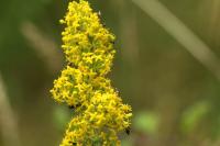 Micropterix aglaella